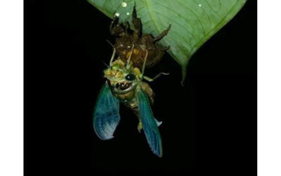 Metamorphosis (Keotok)